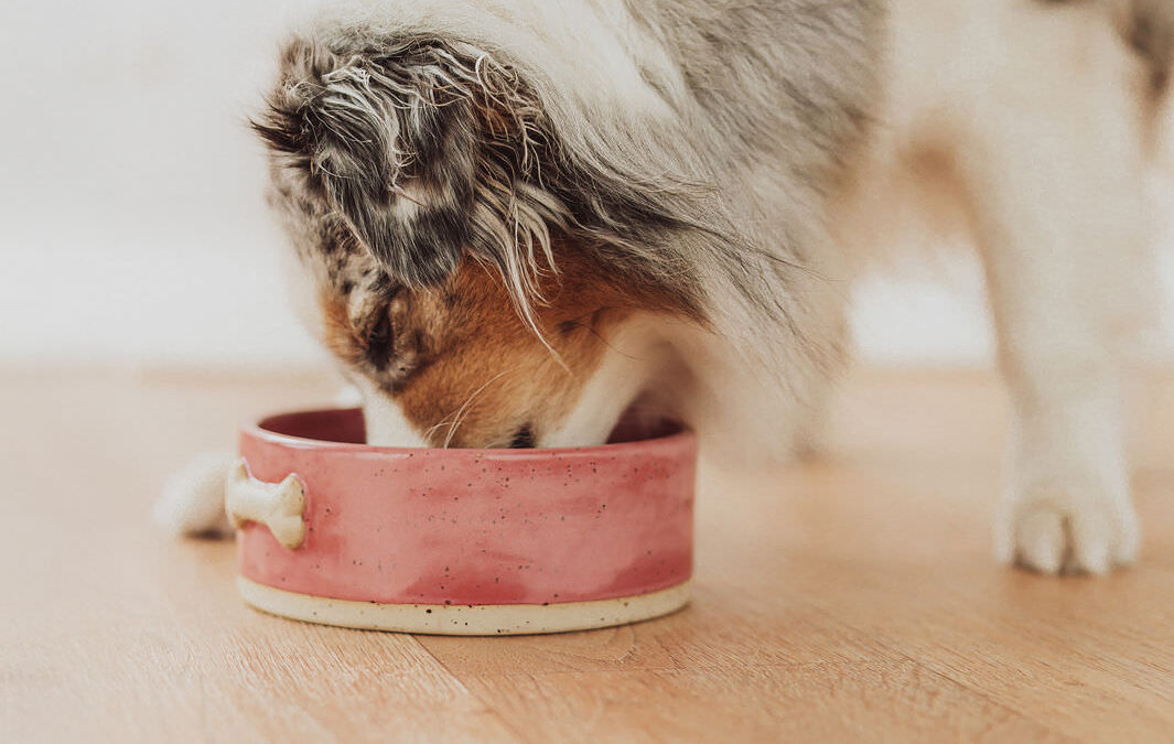 Ernährungsberatung für Hunde „Ostseenapf“