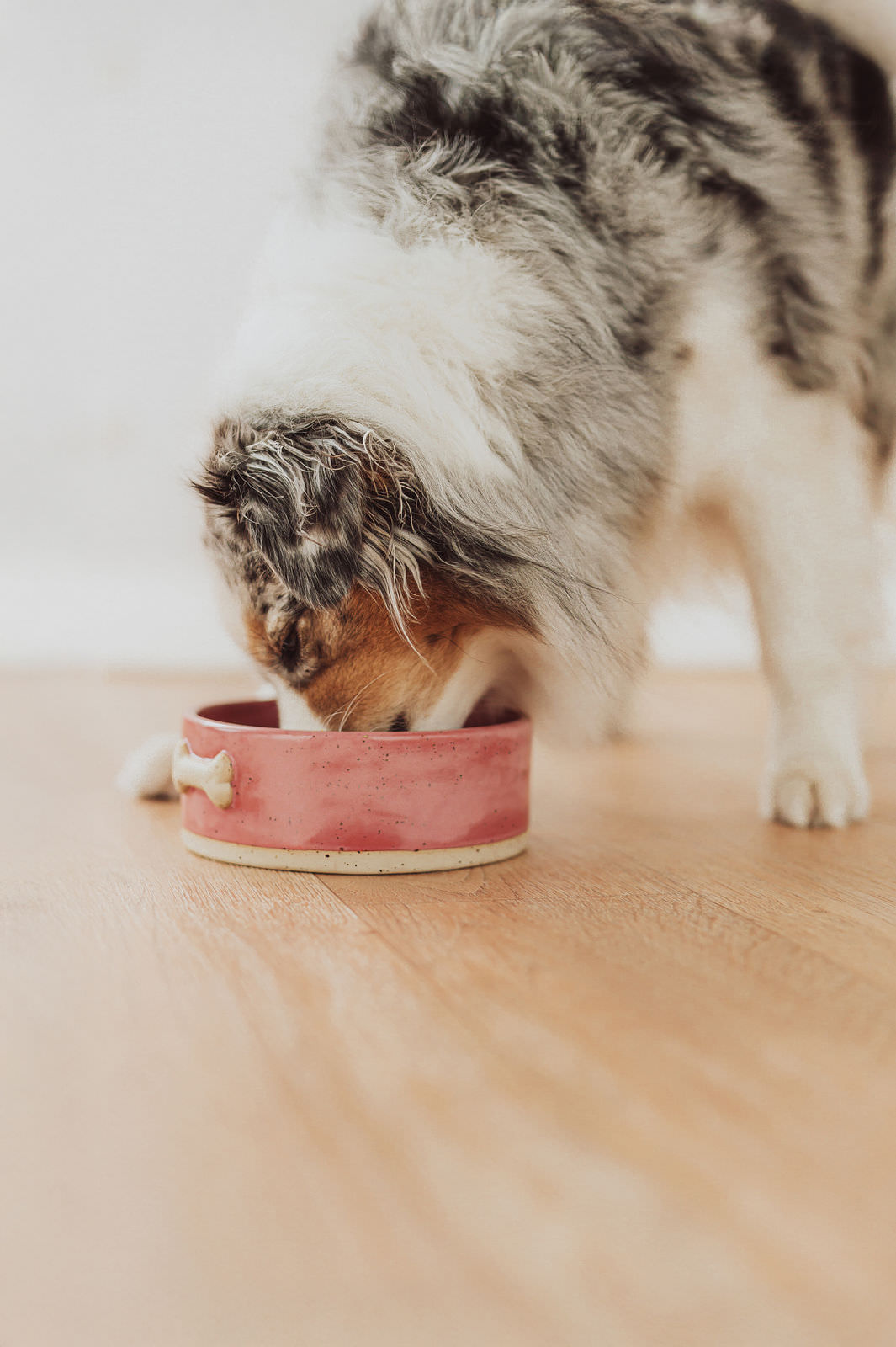 Ernährungsberatung für Hunde „Ostseenapf“