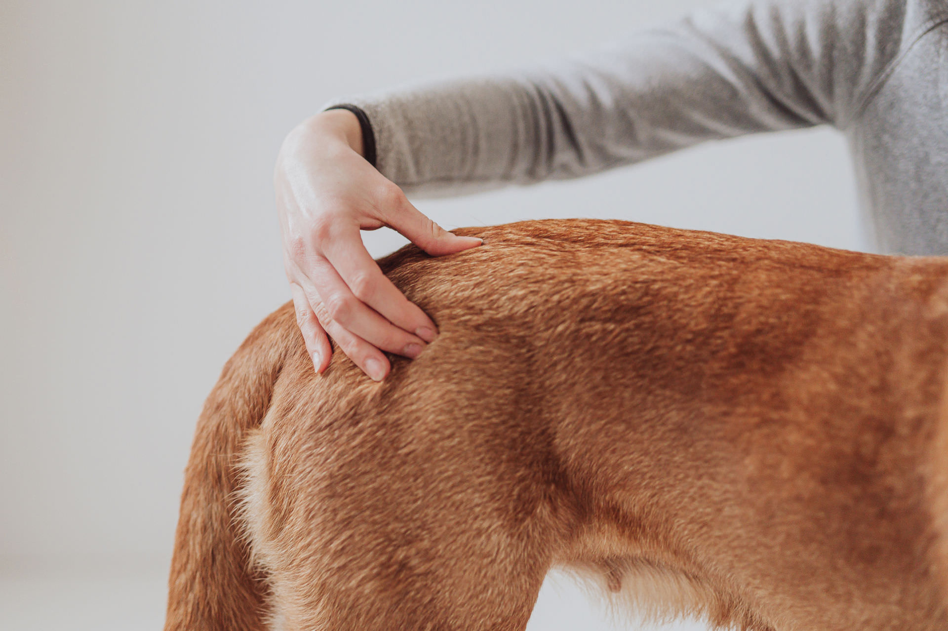 Business-Fotos-Tierbusiness-Hunde-Pferde-Tierosteopathin-Physiotherapie-Rostock-14