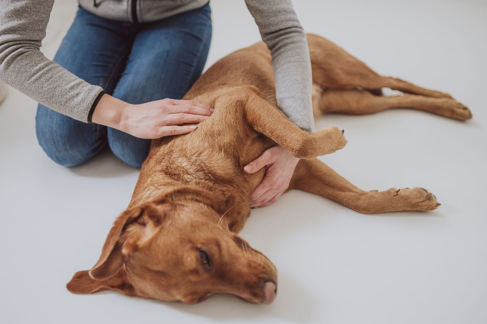Business Fotos Tierbusiness Hunde Pferde Tierosteopathin Physiotherapie Rostock 17