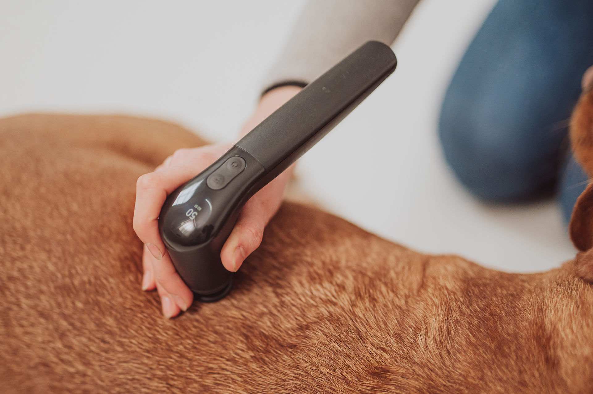 Businessfotografie Tierbusiness Tierosteopathin Physiotherapie Hunde Pferde Rostock