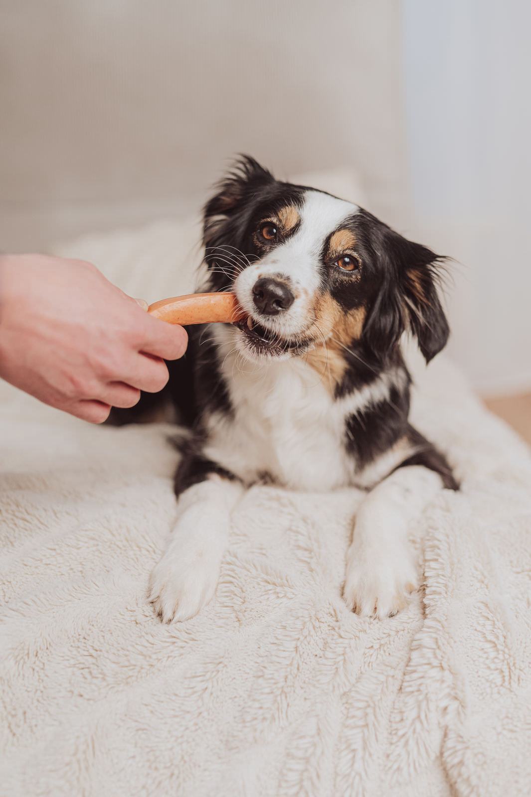 Business Fotograf Hundefutter Businesfotos Rostock Fotoshooting Unternehmen Rostock 15
