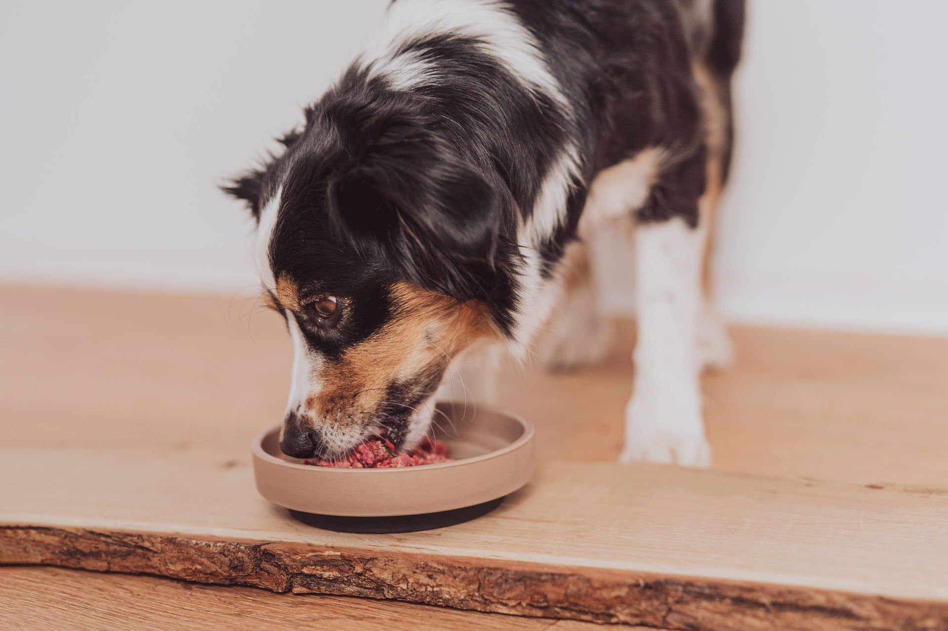 Produktfotografie für die Hundefuttermarke Bowells – klare, natürliche Darstellung