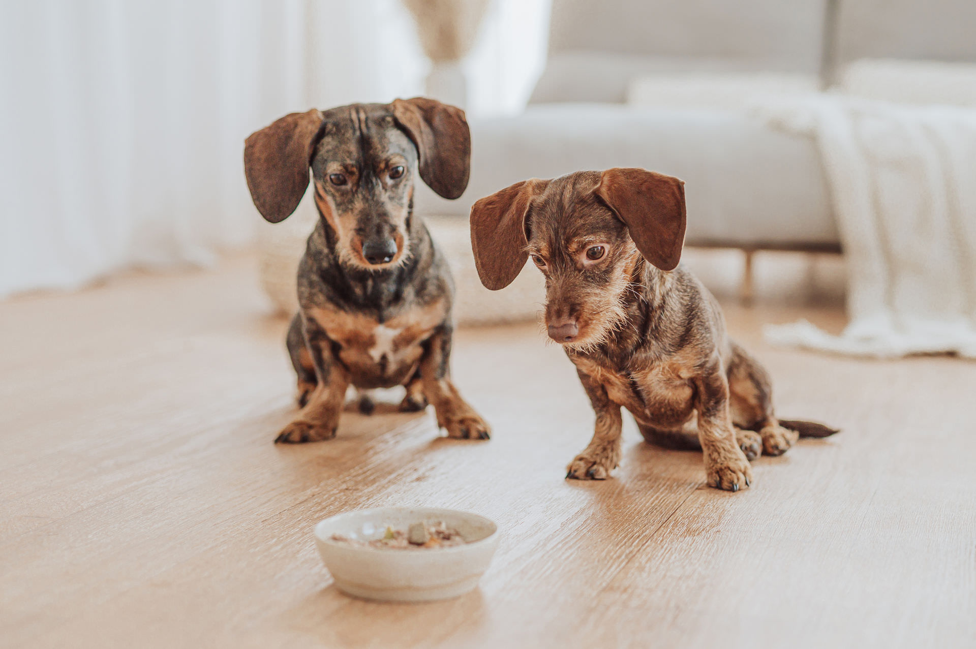 Professionelle Produktfotos für Bowells – Hundefuttermarke aus Rostock