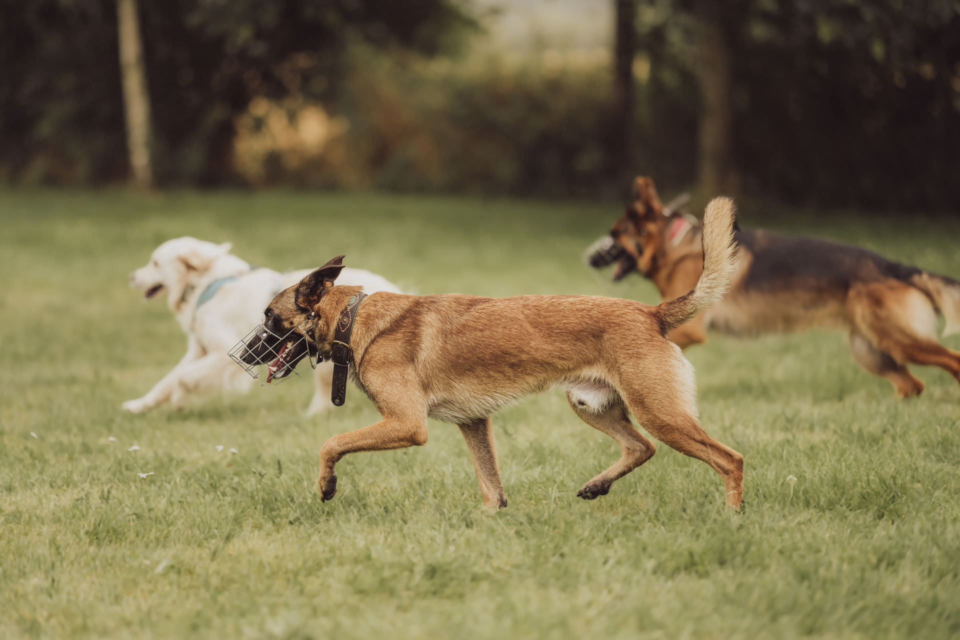 Businessfotos - Brand Story - Hundetrainer Sozialkontaktstunde