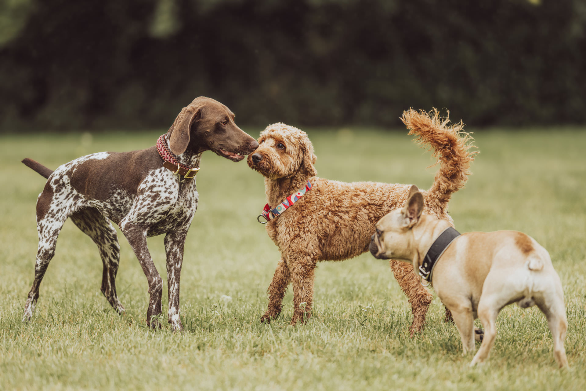 Businessfotos - Brand Story - Hundetrainer Sozialkontaktstunde