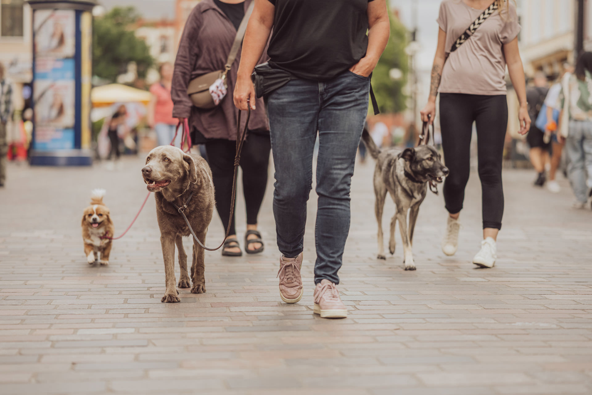 Businessfotos - Brand Story - Hundetrainer Alltagstraining