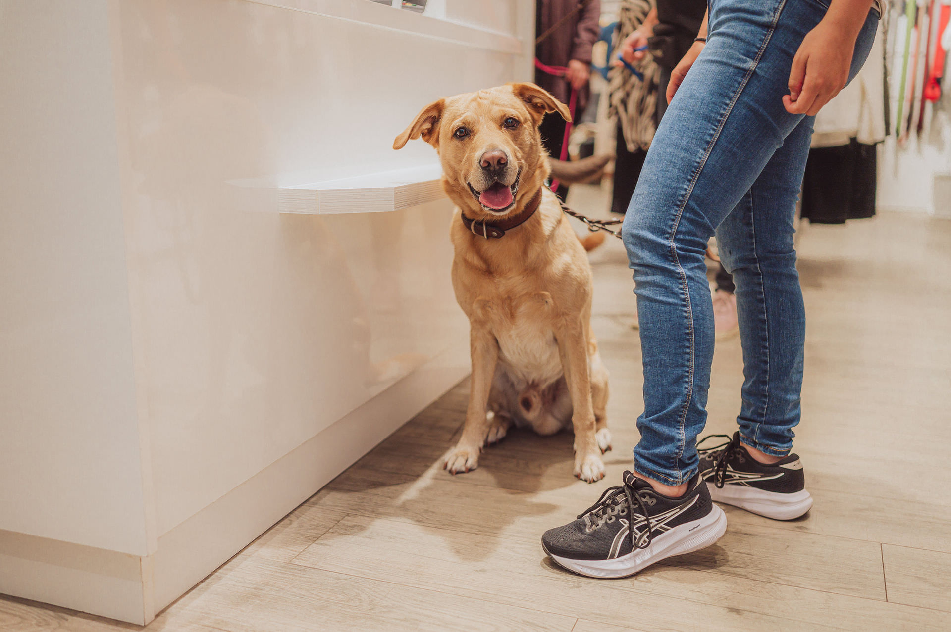 Businessfotos - Brand Story - Hundetrainer Alltagstraining