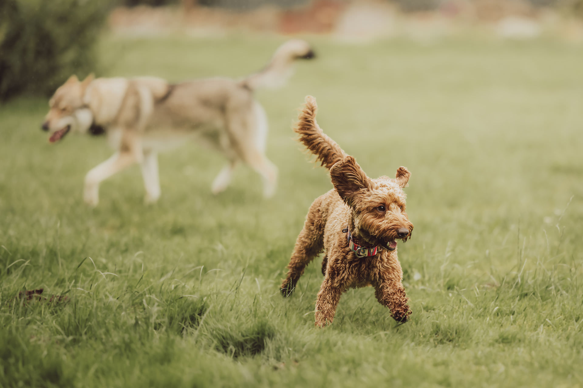 Businessfotos - Brand Story - Hundetrainer Sozialkontaktstunde