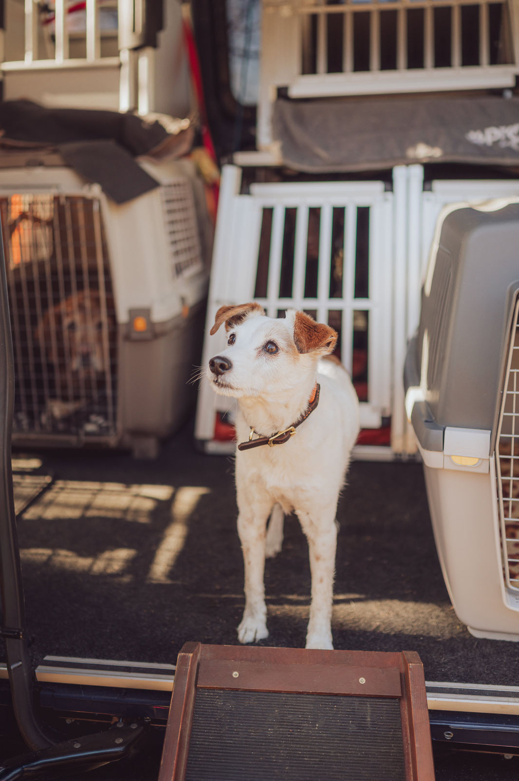 Spyke kleiner Hund steht im Leinenlos Transporter Portrait Rostock