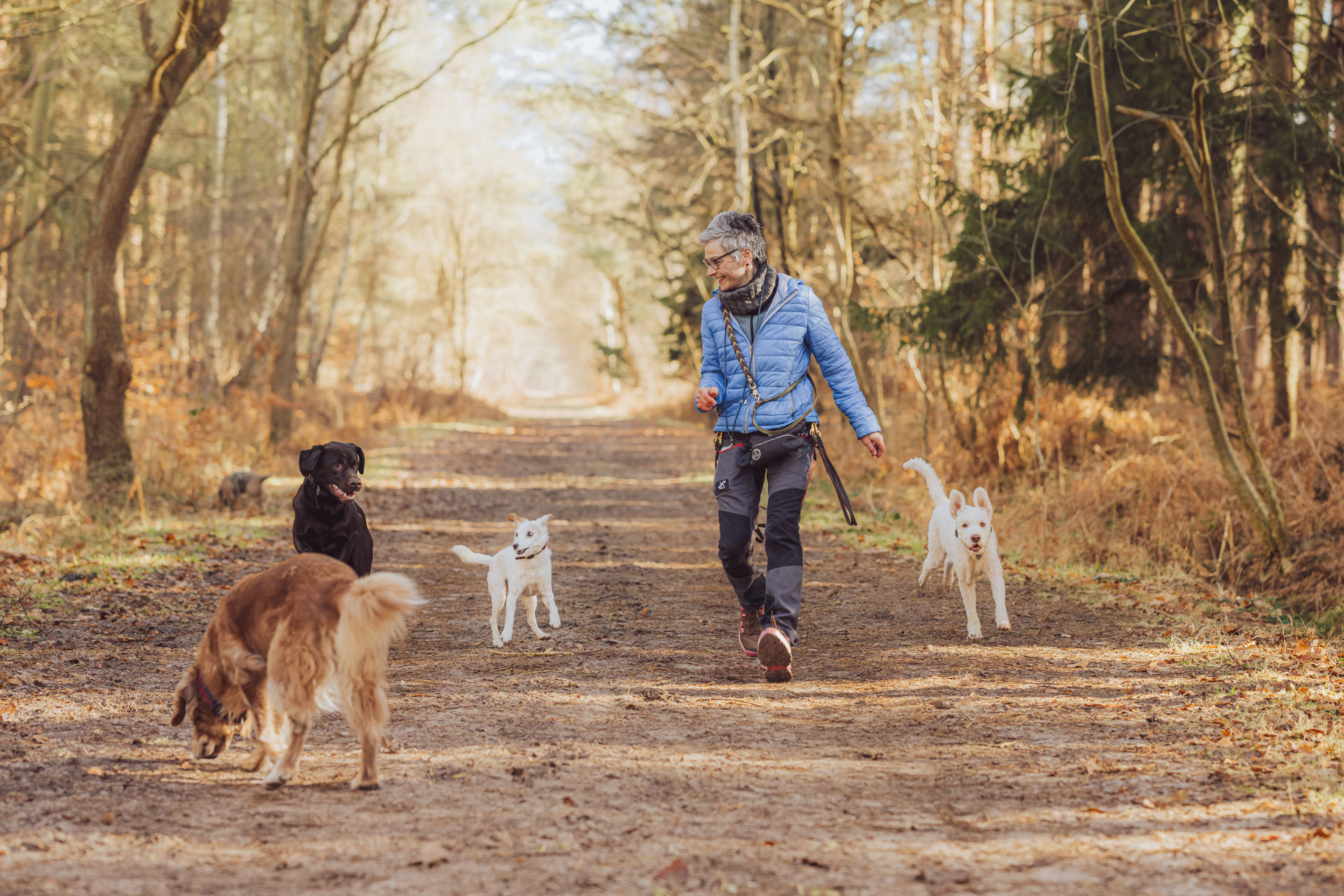 Mehrere Hunde laufen frei neben Anke Leinenlos Waldweg Rostock Dogwalking Action