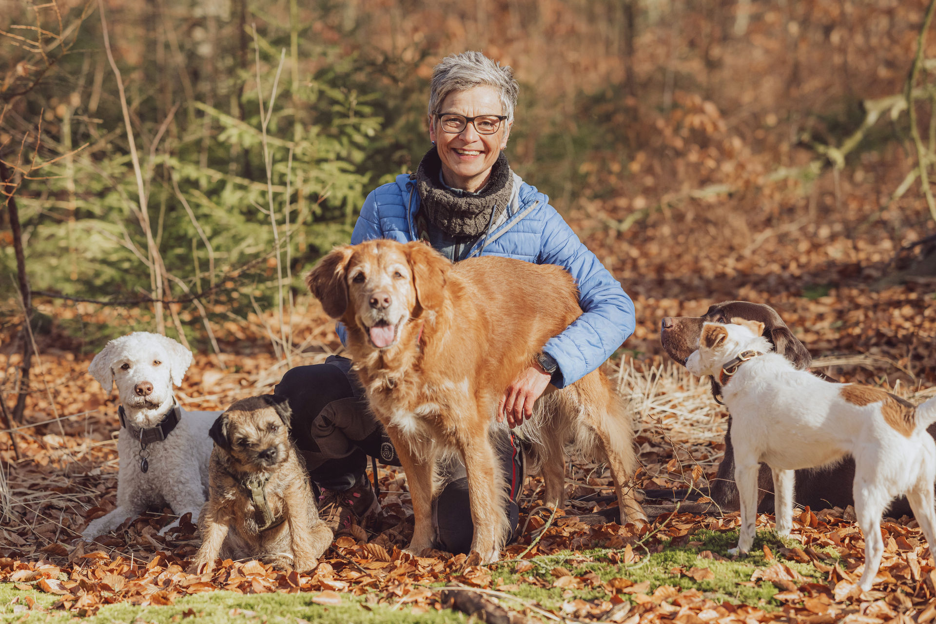 Anke sitzt im Herbstwald umgeben von Hunden Gruppe Businessfoto Leinenlos Rostock