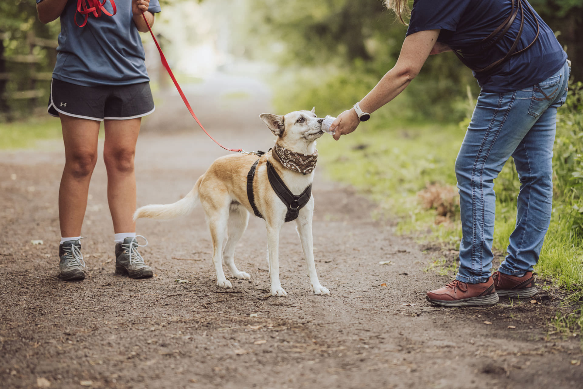 Businessfotos Fotograf Unternehmensreportage Hundetrainer Mantrailing 17