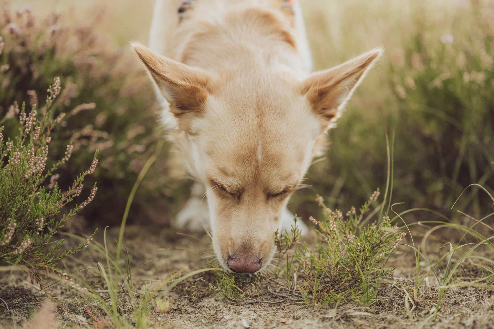 Bruno Hund schaut nach oben Geschirr Suchhund Mantrailing Sandweg Rostock Portrait