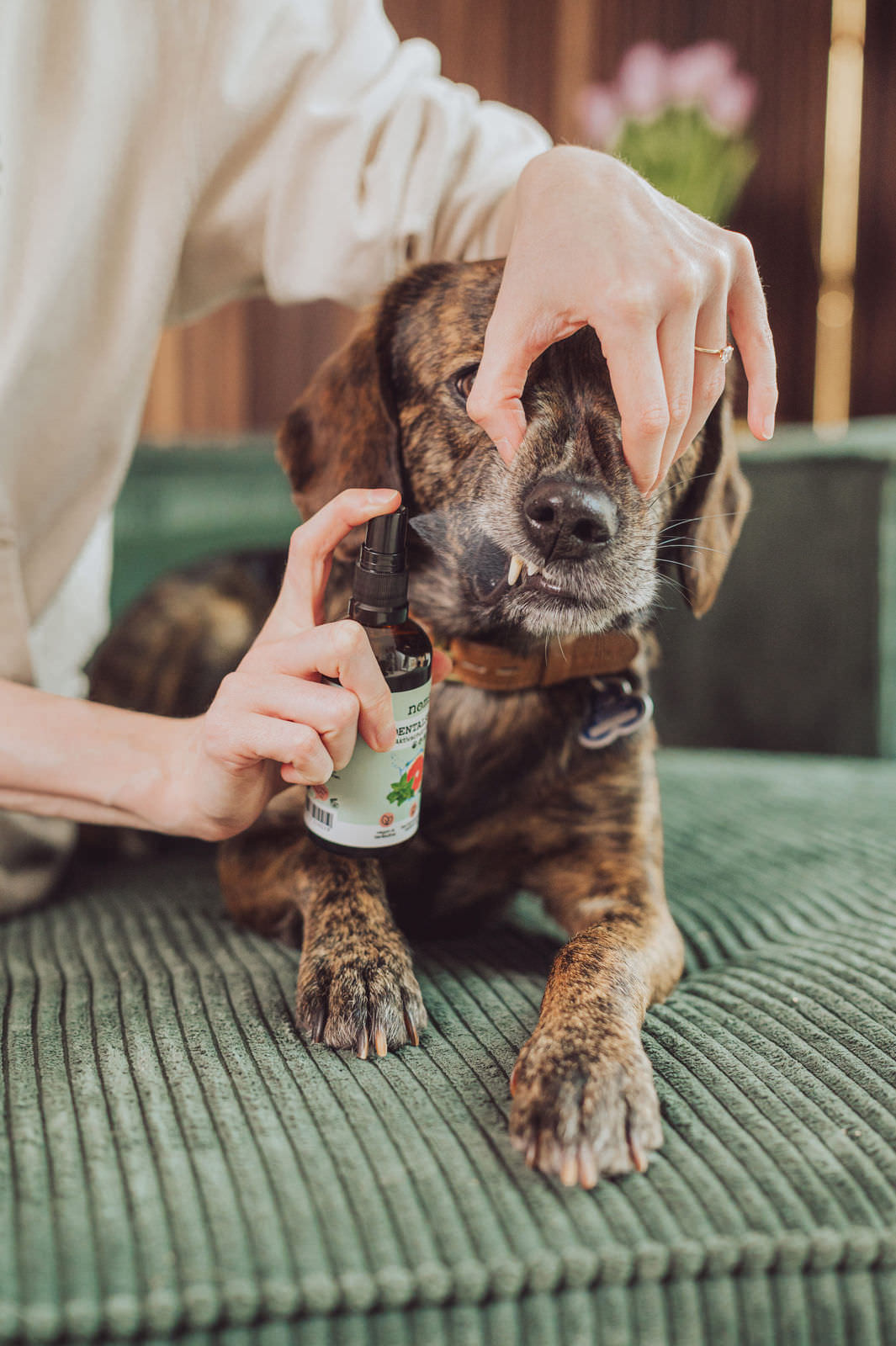 Noms-Plus-Produktfotografie-Hunde-Hannover-8 noms+ Z-Komplex Sunna Hund Schneeglöckchen Wald Frühling Hannover