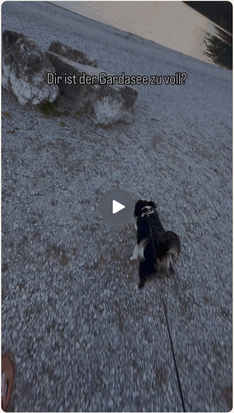 UGC Creator Travel, Vanlife und Hunde 6 UGC Creator Camper Vanlife Hund Fotografie Videografie Reels3