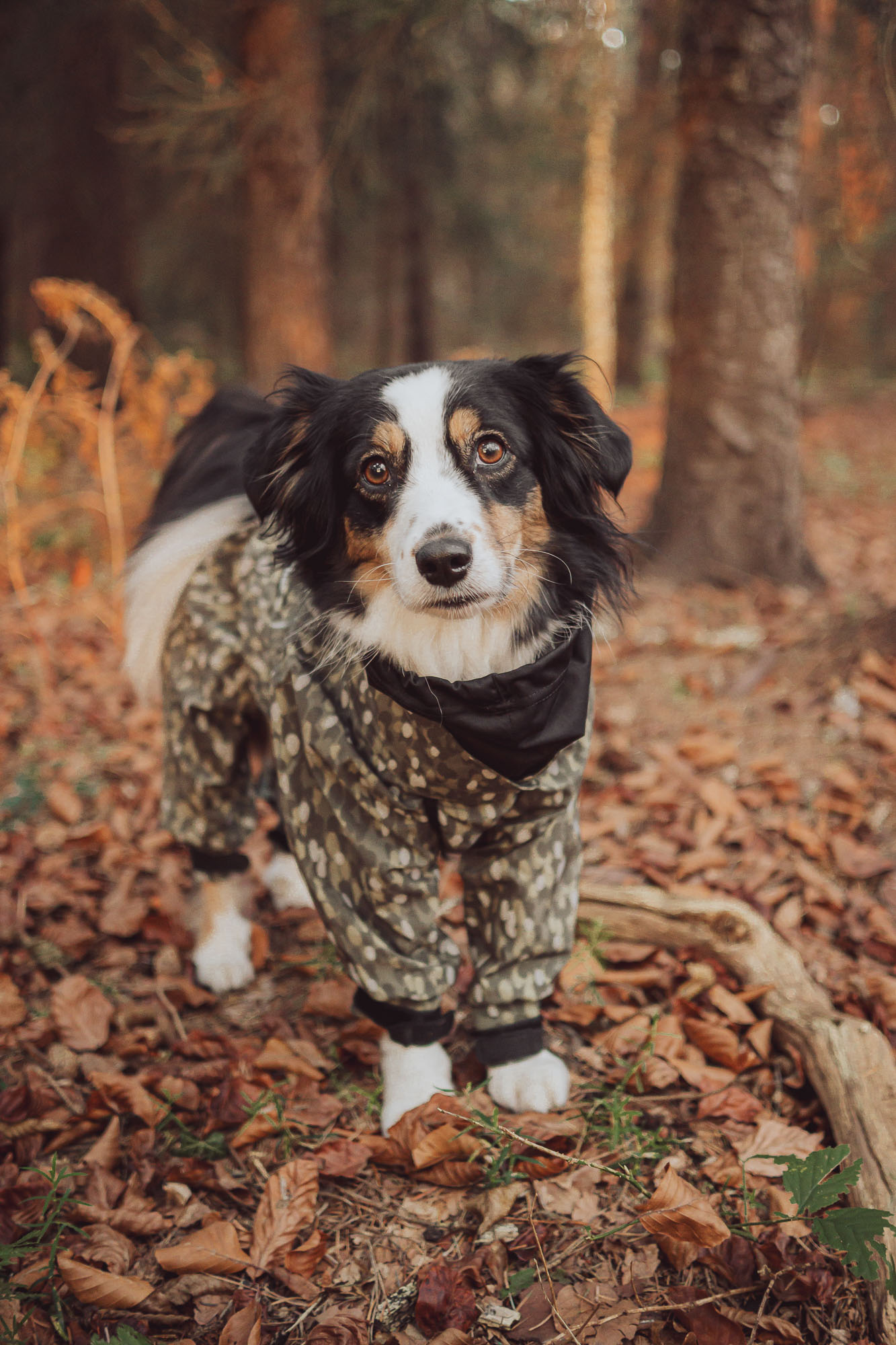 UGC Content Kreation Hundemantel Paikka