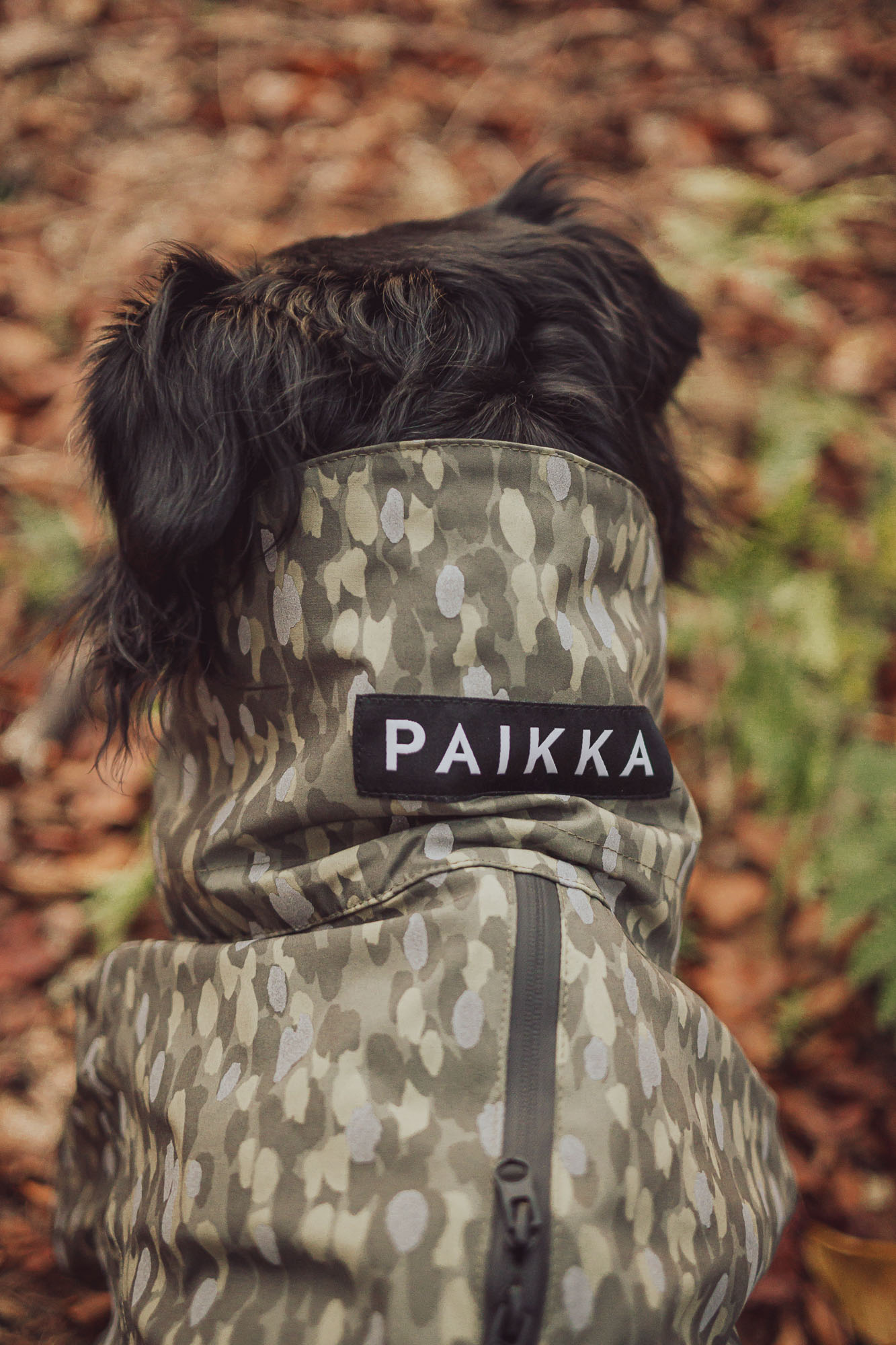 UGC Content Kreation Hundemantel Paikka