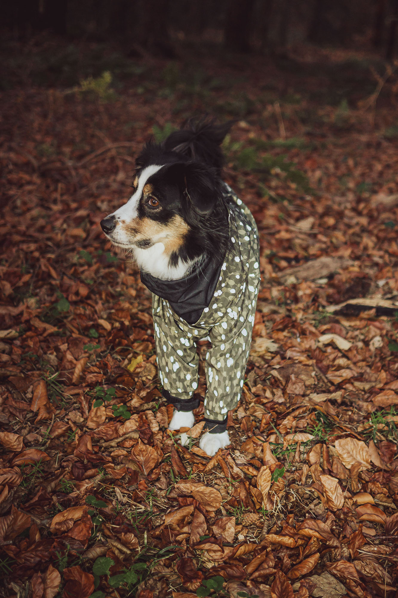 UGC content creator hunde paikka Hundemantel 006